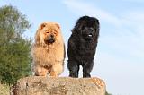 CHOW CHOW 004